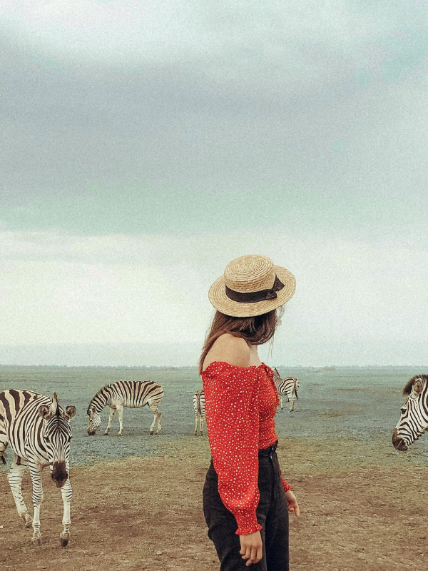 Zebras Zebras
